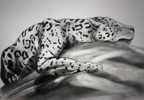 Jaguar Sketch